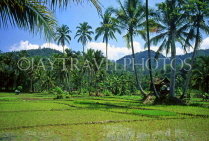 Indonesia, SUMATRA, countryside rice fields, IND113JPL