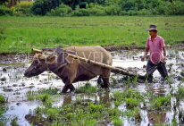 Indonesia, SUMATRA, farmer ploughing rice field, with buffalo, near Bukittinggi, IND115JPL