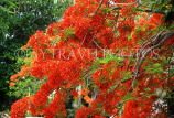 JAMAICA, Kingston, Flamboyant Tree blossom, JM170JPL