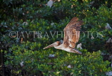 JAMAICA, Negril, Brown pelican in flight, JM271JPL