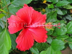JAMAICA, Negril, Hibiscus flower, JM291JPL