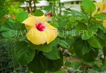 JAMAICA, Negril, yellow Hibiscus flower, JM376JPL