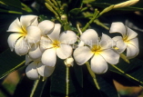JAMAICA, Ocho Rios, Frangipani (Plumeria) flowers, JM242JPL