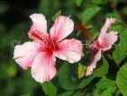 JAMAICA, Ocho Rios, pink Hibiscus flowers, JM241JPL