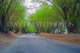 JAMAICA, tree lined road, JM283JPL