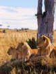 KENYA, Masai Mara Game Reserve, Lions under tree, KEN520JPL