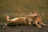 KENYA, Masai Mara Game Reserve, young male and female Lion, KEN111JPL