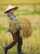 LAOS, Don Khong Island, farmer with harvest rice plant bundles, LAO86JPL
