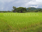 LAOS, Don Khong Island, rice fields, LAO85JPL