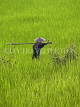 LAOS, Muang Ngoi, farmer in rice field, LAO74JPL