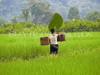 LAOS, Muang Ngoi, rice fields, farmer shading herself with giant taro leaf, LAO76JPL