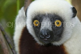 MADAGASCAR, Coquerel's Sifaka Lemur, MDH179JPL