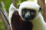 MADAGASCAR, Coquerel's Sifaka Lemur, MDH180JPL