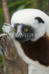 MADAGASCAR, Coquerel's Sifaka Lemur, MDH184JPL