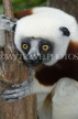 MADAGASCAR, Coquerel's Sifaka Lemur, MDH186JPL