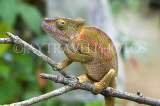 MADAGASCAR, Globifer chameleon, Ankarana National Park, MDG204JPL