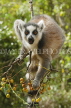 MADAGASCAR, Isalo National Park, Ring Tailed Lemur (Catta), MDG167JPL