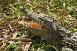 MADAGASCAR, Nile Crocodile with open mouth, MDG207JPL