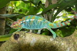 MADAGASCAR, Panther Chameleon, MDG155JPL