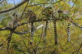 MADAGASCAR, Ring Tailed Lemur (Catta), MDG174JPL