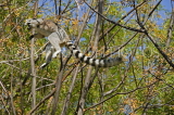 MADAGASCAR, Ring Tailed Lemur (Catta), MDG178JPL