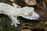 MADAGASCAR, leaf tailed Gecko, Marojejy National Park, MDG206JPL