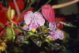 MADEIRA, Funchal, Orchid, MAD190JPL