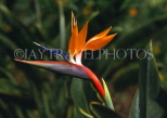 MADEIRA, Funchal Botanical Gardens, Bird Of Paradise flower, MAD112JPL