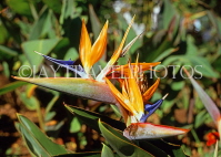 MADEIRA, Funchal Botanical Gardens, Bird Of Paradise flower, MAD1311JPL
