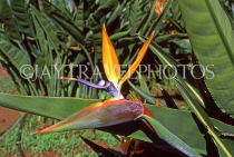 MADEIRA, Funchal Botanical Gardens, Bird Of Paradise flower, MAD252JPL
