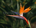 MADEIRA, Funchal Botanical Gardens, Bird Of Paradise flower, MAD91JPL