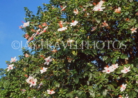 MADEIRA, Funchal Botanical Gardens, Hibiscus flowers, MAD1005JPL