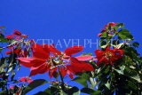 MADEIRA, Funchal Botanical Gardens, Poinsettia flowers, MAD113JPL