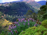 MADEIRA, Funchal Botanical Gardens, Pride of Maderia flowers, MAD1131JPL