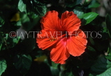 MADEIRA, Funchal Botanical Gardens, red Hibiscus flower, MAD114JPL