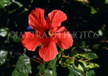 MADEIRA, Funchal Botanical Gardens, red Hibiscus flower, MAD1319JPL