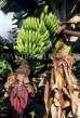 MADEIRA, Ribeira Brava, bananas on tree, MAD1079JPL