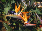 MADEIRA, Santana, Bird of Paradise flowers, MAD158JPL