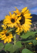 MADEIRA, Sunflowers, MAD1095JPL