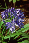MADEIRA, countryside, African Lily flowers, MAD221JPL