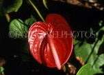 MADEIRA, red Anthurium flower, MAD132JPL