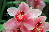 MALAYSIA, Cameron Highlands, Cymbidium Orchid, MSA605JPL