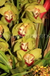 MALAYSIA, Cameron Highlands, Cymbidium Orchids, MSA543JPL