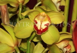 MALAYSIA, Cameron Highlands, Cymbidium Orchids, MSA544JPL