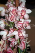 MALAYSIA, Cameron Highlands, Cymbidium Orchids, MSA546JPL