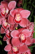 MALAYSIA, Cameron Highlands, Cymbidium Orchids, MSA585JPL