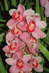 MALAYSIA, Cameron Highlands, Cymbidium Orchids, MSA604JPL