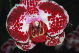MALAYSIA, Cameron Highlands, Phalaenopsis orchids, MSA588JPL