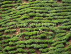 MALAYSIA, Cameron Highlands, Tea plantation, MSA444JPL