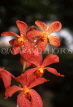 MALAYSIA, Cameron Highlands, orange Spray Orchids, MSA379JPL